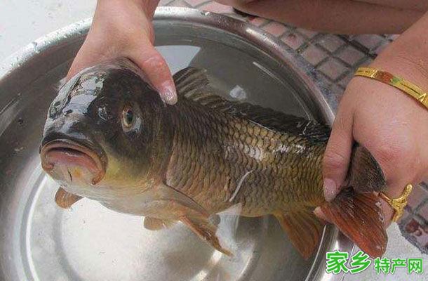 微山湖四鼻鲤鱼 -济宁微山特产