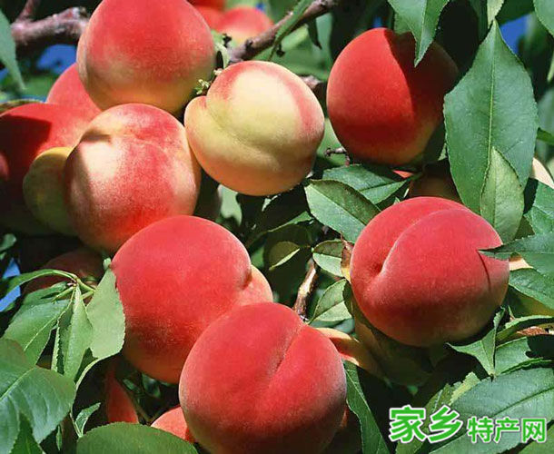 肥城桃 -泰安肥城特产