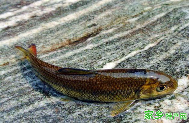 泰山赤鳞鱼 -山东泰安市特产