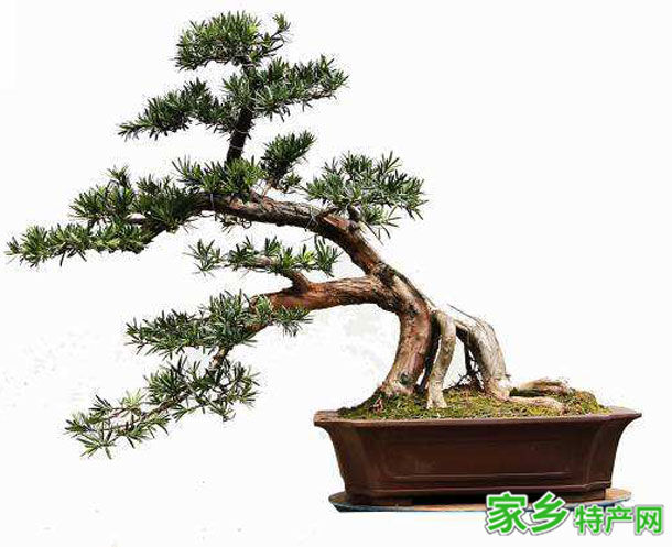 黄山特产徽派盆景 -[黄山]徽州特产