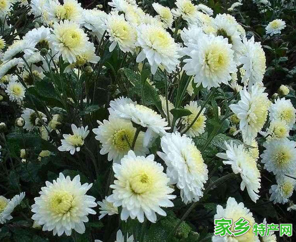 黄山特产徽州贡菊 -[黄山]徽州特产