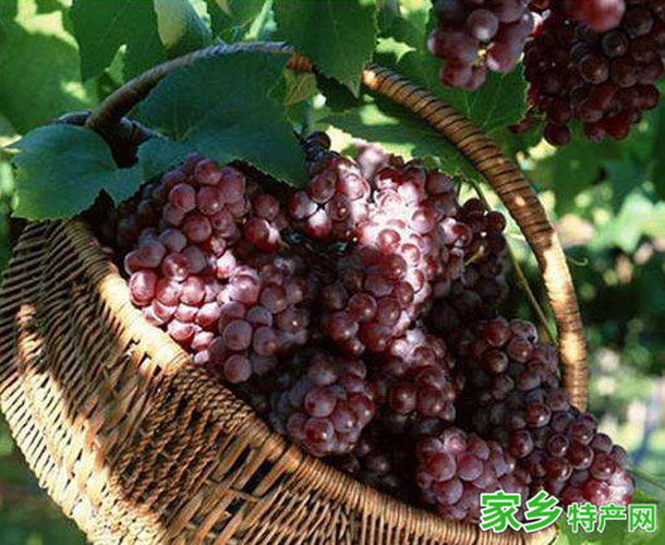 宿州特产萧县葡萄 -[宿州]萧县特产