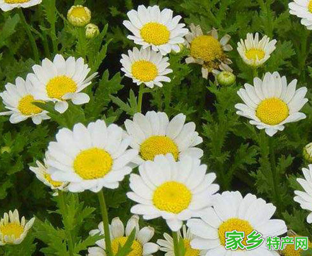 滁州特产滁菊 -[安徽]滁州市特产