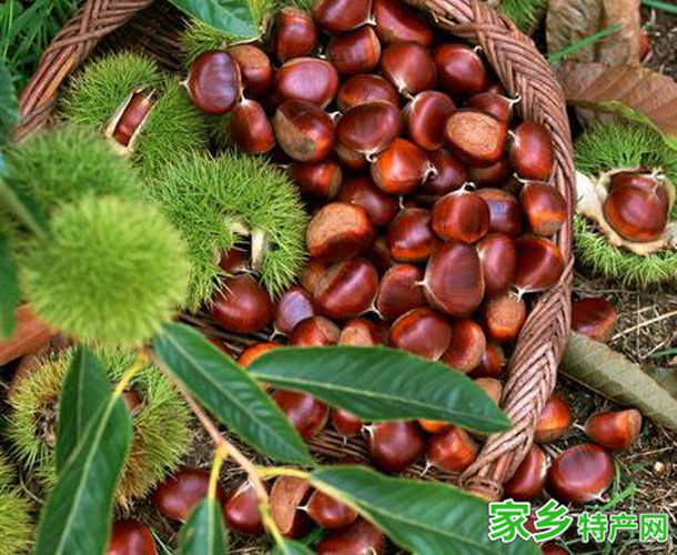 宣城土特产广德板栗 -[宣城]广德特产