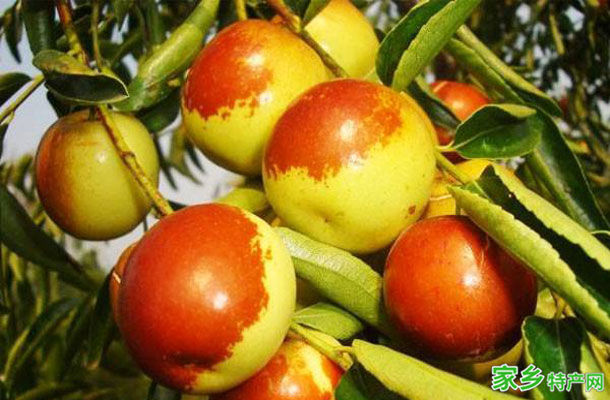 南皮冬枣 -沧州南皮特产