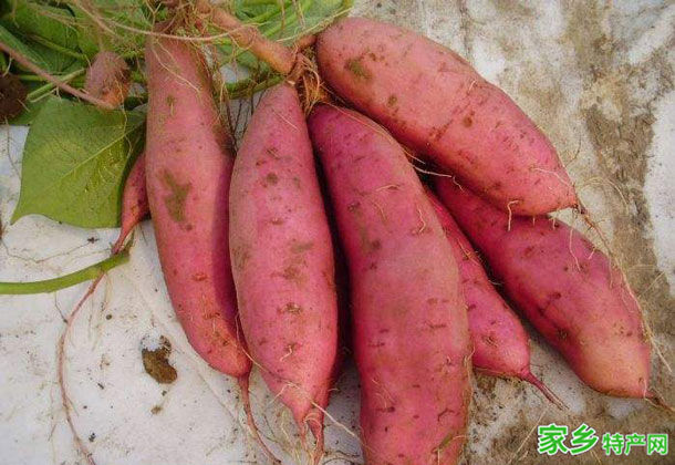 卢龙甘薯 -秦皇岛卢龙特产