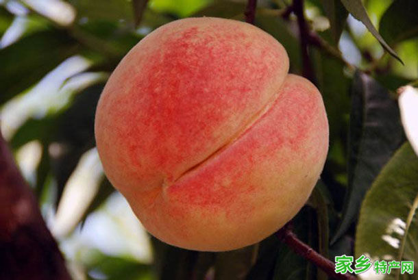 文安蜜桃 -廊坊文安特产