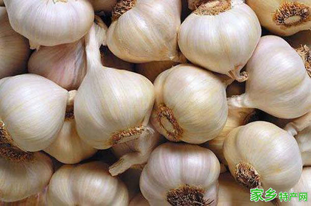 水沟庙大蒜 -洛阳宜阳特产