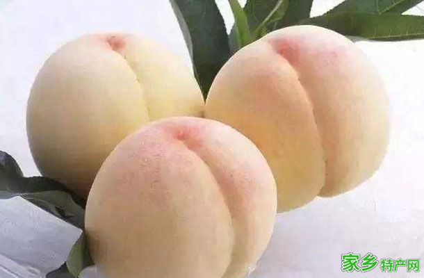 马湾白桃 -平顶山叶县特产