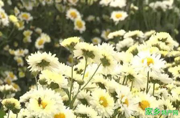 林州茶店太行菊 -安阳林州特产