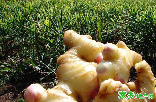 怀姜 -焦作博爱特产