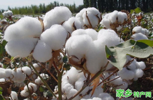 范县棉花 -濮阳范县特产