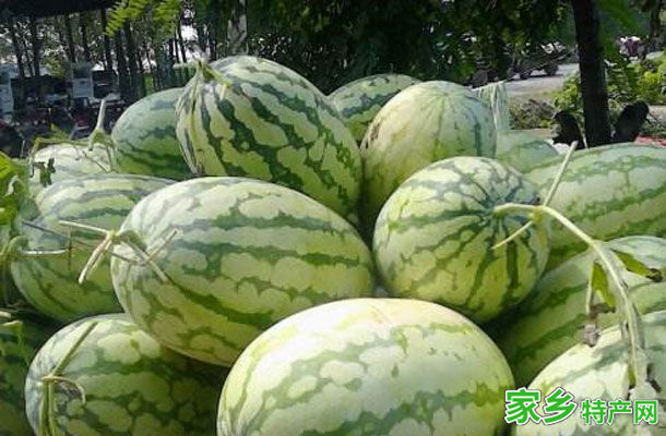 陶城西瓜 -许昌鄢陵特产