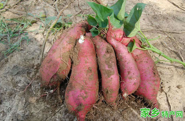 襄城红薯 -许昌襄城特产