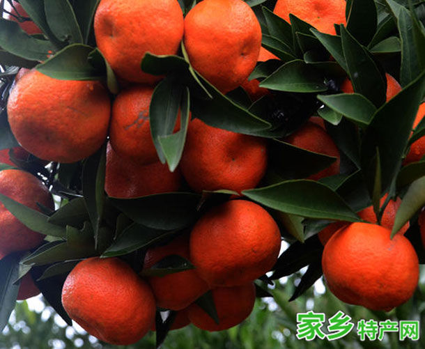 马鞍山特产杨桥朱红桔 -[安庆]宜秀特产