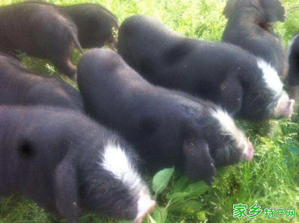 乐平花猪 -景德镇乐平特产