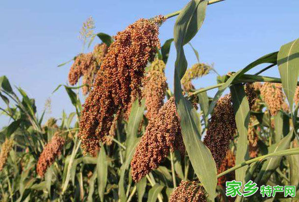 泸州糯红高粱 -四川泸州市特产