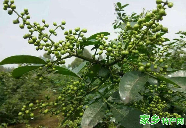 黑竹沟藤椒 -乐山峨边特产