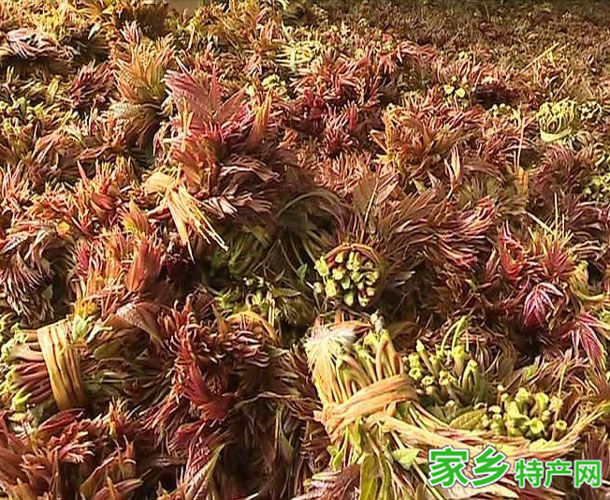 大竹香椿 -达州大竹特产