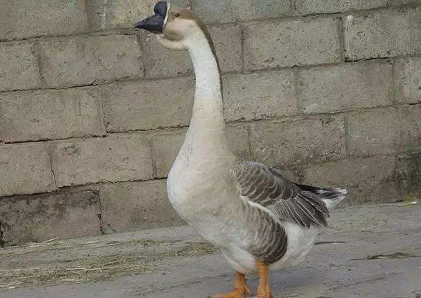 西昌钢鹅 -四川西昌市特产