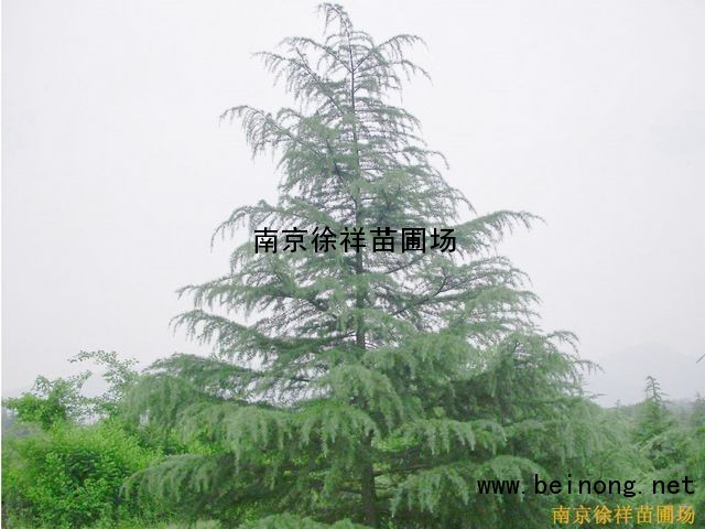 江苏南京雪松价格