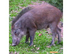野猪   鸿永路养殖场 宠物价格  宠物批发  宠物销售