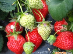 草莓，草莓苗，甜宝草莓苗，红颜草莓苗，章姬草莓苗全明星