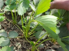 岱宗 草莓大量批发草莓苗 奶油草莓章姬草莓苗 质优价廉 量大优惠