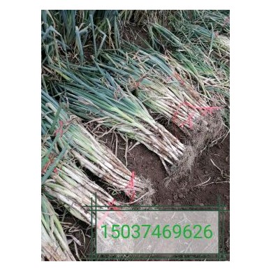 [供]优质大葱，量大从优！