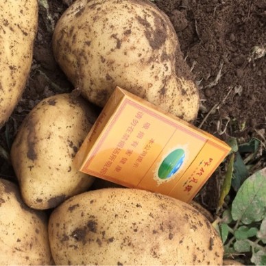 [供]供应土豆,山西黄皮黄心，荷兰，兴佳千亩基地开圈