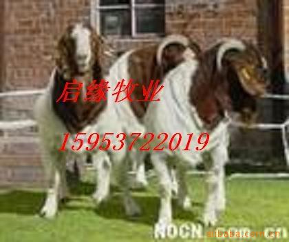 肉羊育肥肉羊羔改良肉羊杂交肉羊牧畜良种养殖肉羊基地