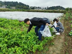 泸州晋中市农检中心展开省级农产质量量安全例行监测（风险监测）义务