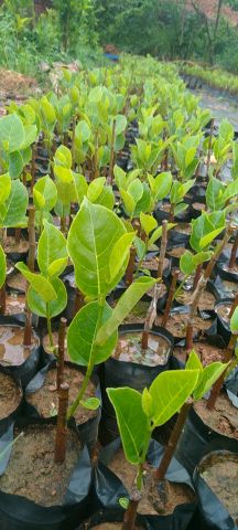 [供]自己培育的家里有泰国8号，泰国12号，越南红菠萝蜜