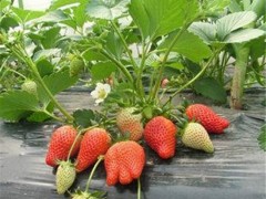 纯正优质草莓苗 奶油草莓章姬草莓苗 四季结果 高产易成活 基地直销