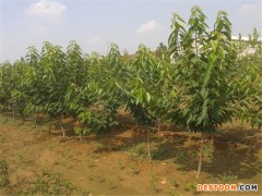 美早樱桃苗/美早樱桃树苗/美早樱桃苗价格/美早樱桃苗基地/美早樱桃苗批发/樱桃苗品种