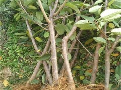 润泽农业-矮化樱桃苗批发-矮化樱桃苗价格-矮化樱桃苗基地
