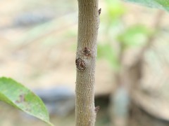 樱桃苗批发价 红灯樱桃苗价格 2公分樱桃苗成熟时间