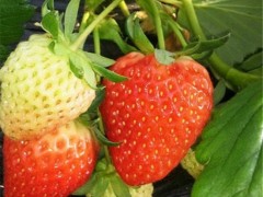 岱宗 草莓大量批发草莓苗 奶油草莓章姬草莓苗 四季结果 高产易成活 质优价廉 量大优惠