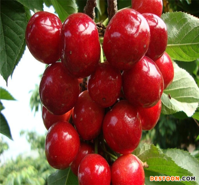 大樱桃树苗基地 山泉园艺樱桃苗批发 樱桃苗价格 基地直销 欢迎选购 大樱桃苗