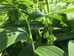 黄精-枣椿堂品牌企业-黄精开袋即食