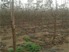 大量批发樱桃苗 3公分樱桃苗上市 美早樱桃苗批发价格