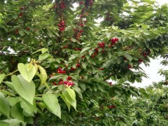 樱桃苗产量 雷尼樱桃苗基地 吉塞拉樱桃苗挂果时间