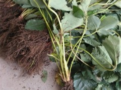 草莓大量批发草莓苗 奶油草莓章姬草莓苗 四季结果 高产易成活 基地直销