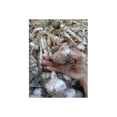 [供]安丘杂交大蒜