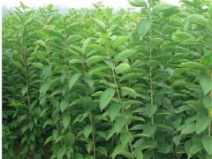 樱桃苗基地 白玉樱桃苗管理 2公分樱桃苗批发基地