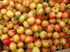 植株健壮樱桃苗 2公分樱桃苗易成活 3公分樱桃苗价格优惠