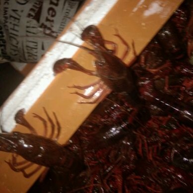 [供]潜江清水小龙虾，质优价廉，合作共赢