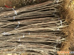 布鲁克斯樱桃苗/红灯樱桃苗/美早樱桃苗/拉宾斯樱桃苗/黑珍珠樱桃苗