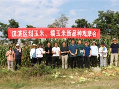 安康：点赞！汉滨32个甜糯玉米新品种团体亮相