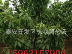 樱桃苗,樱桃苗批发,樱桃苗价格,樱桃苗品种多,成活率高
